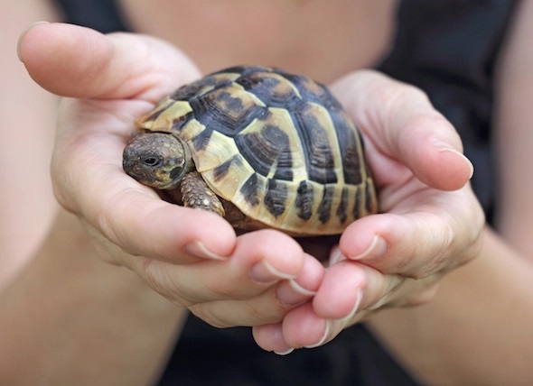 Pet Turtles (Reptile): Taking Care of This Domesticated Pet At Home