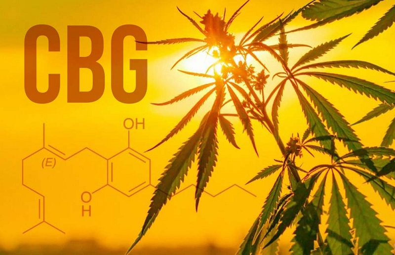 CBG Rolls and its Medical benefits you need to know