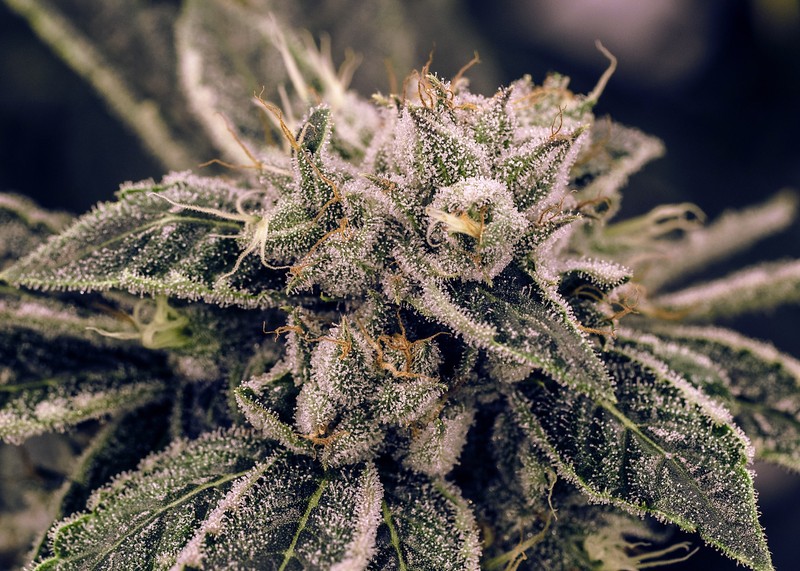 The Ultimate Guide for Cannabis Hybrids