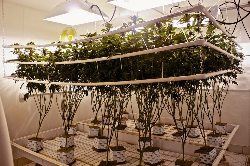 Know Everything About Hydroponics Weed Growing