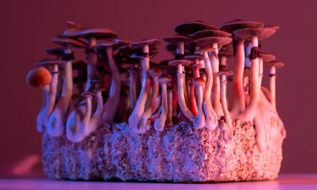 Exploring the Combination of MDMA and Mushrooms
