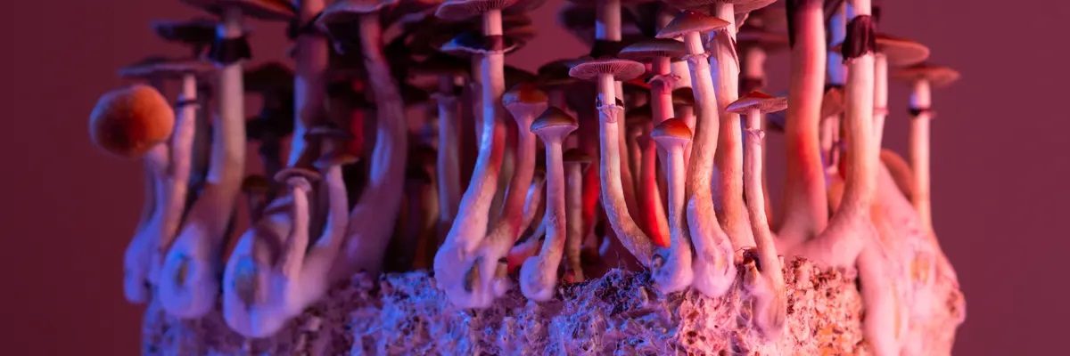 Exploring the Combination of MDMA and Mushrooms