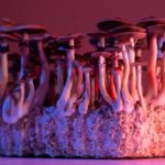Exploring the Combination of MDMA and Mushrooms