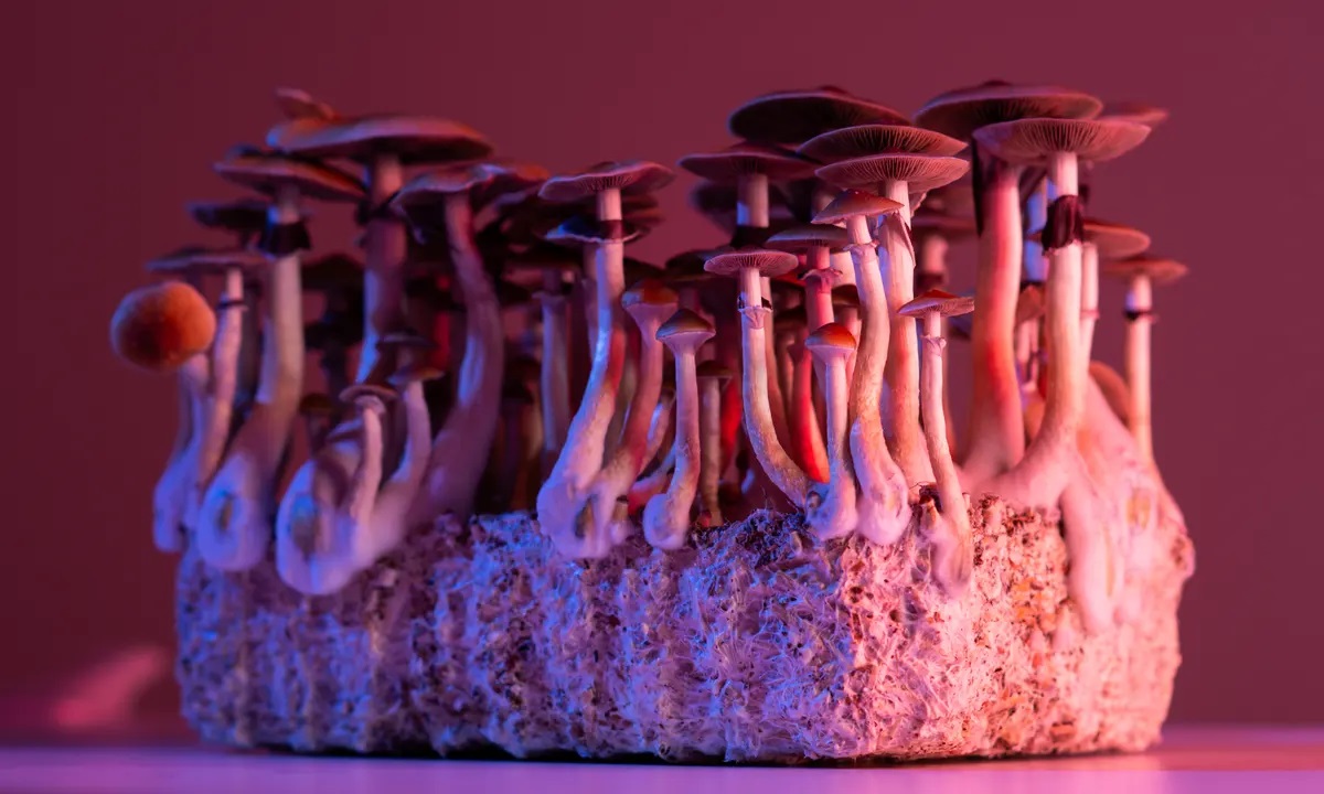 Hippie Flip: Exploring the Combination of MDMA and Mushrooms