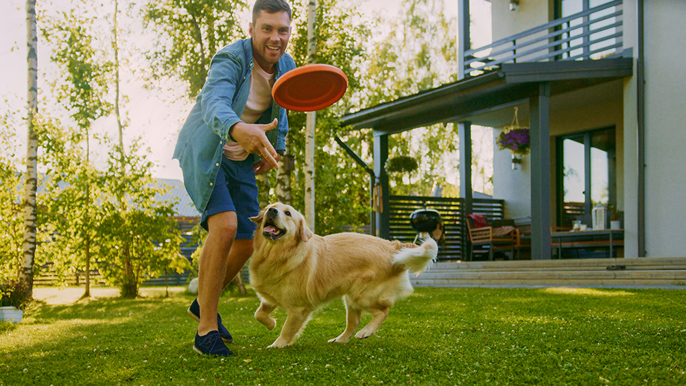 How Does CBD Impact Your Dog’s Endocannabinoid System?