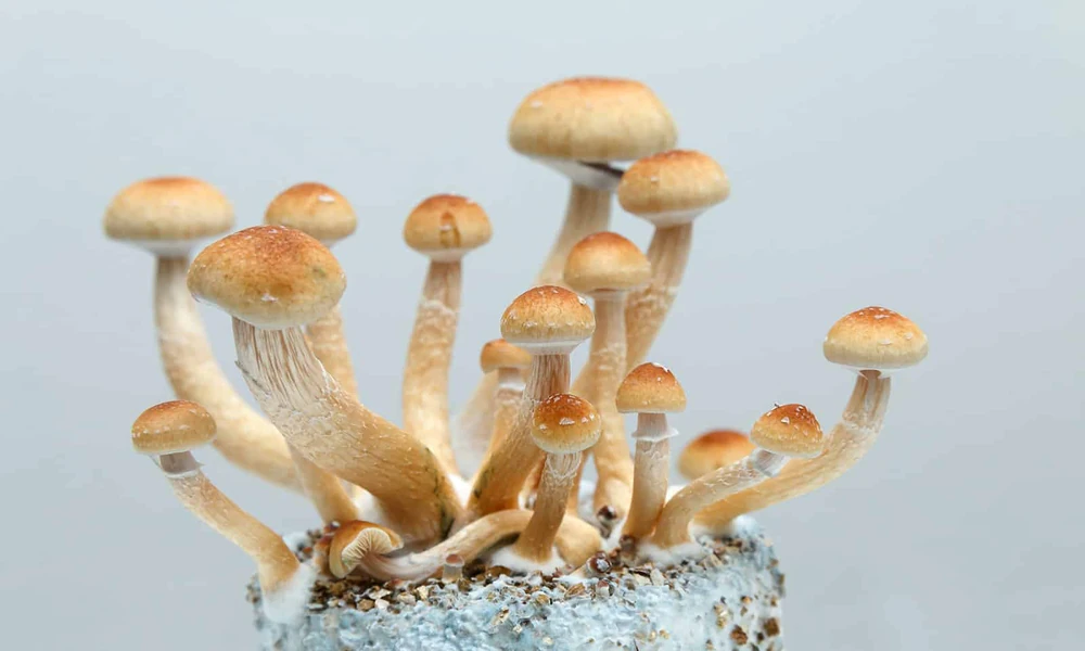 Authentic Cannabis and Magic Mushrooms Encouraging Balanced Emotional Support